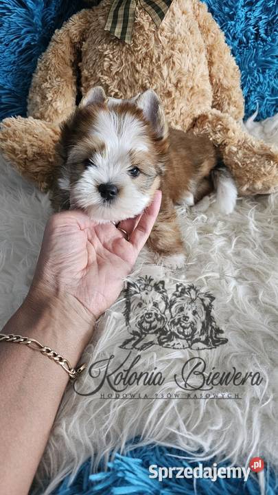 Yorkshire terrier piesek PASZPORT Sędziejowice