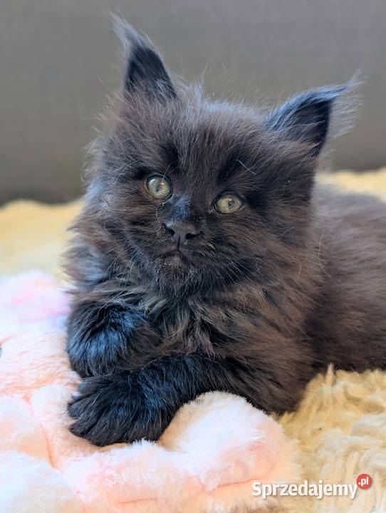 Kocięta Maine Coon z hodowli FIFe FPL – rodowód, piękne i zdrowe!