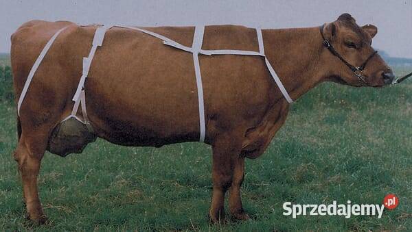 Siatka na wymiona XL 1579060418 Kamionna sprzedam