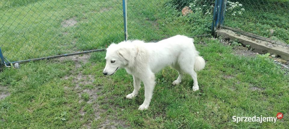 Owczarek Podhalański Gromadka