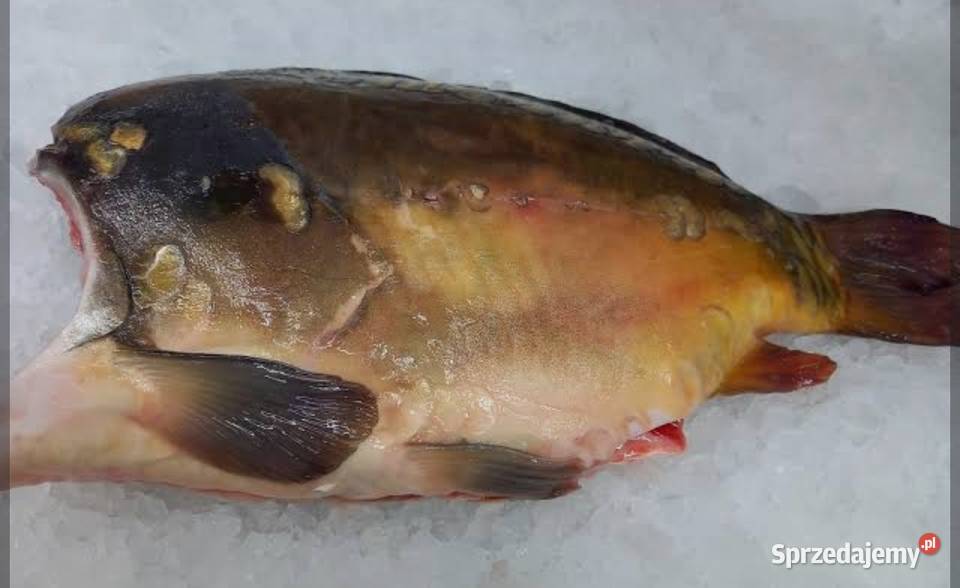 Karp tuszka tuszki Cieszyn