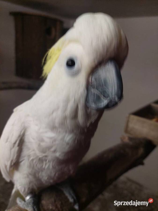 Sprzedam papugi Grodzisk Wielkopolski