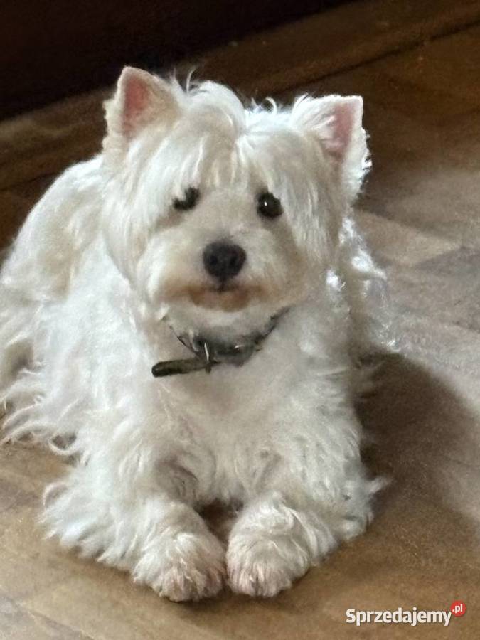 West Highland White Terrier szczenięta ZKwP a i