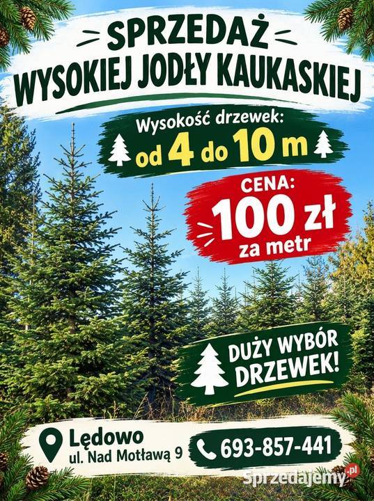 Wysoka choinka JODŁA KAUKASKA 410 m prosto z Lędowo sprzedam
