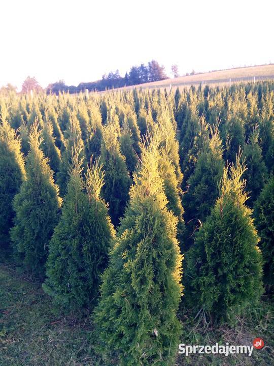 Tuja szmaragd tuje thuja smaragd szmaragdowa podkarpackie