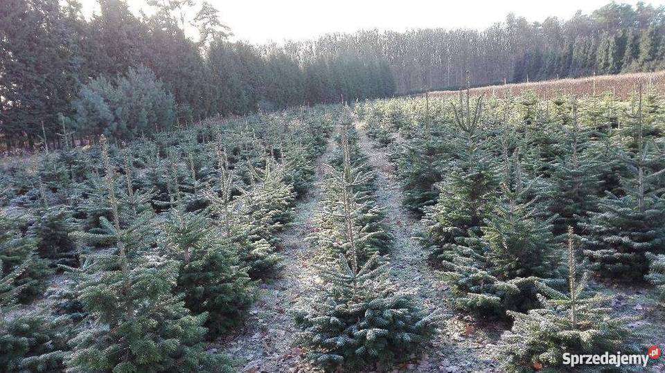 Choinki jodła i świerk tanio producent choinka Olsztyn