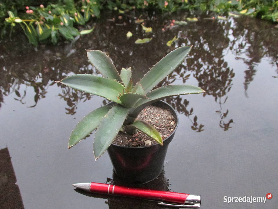 Agawa kolekcjonerska agave titanota klon 1 Kraków