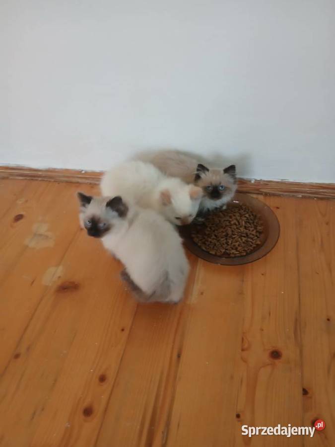 Kocięta Syberyjskie