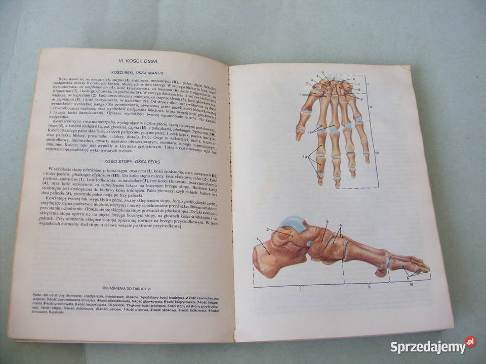 Mały atlas anatomiczny Witold Sylwanowicz Oborniki Śląskie
