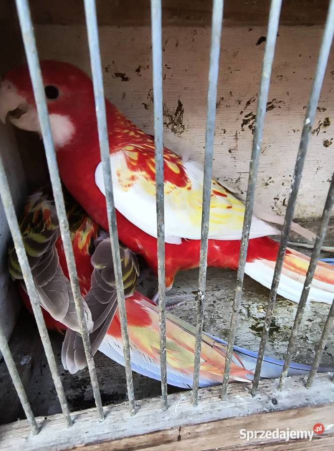 rozelle białolice i królewskie Ptaki śląskie Czerwionka-Leszczyny