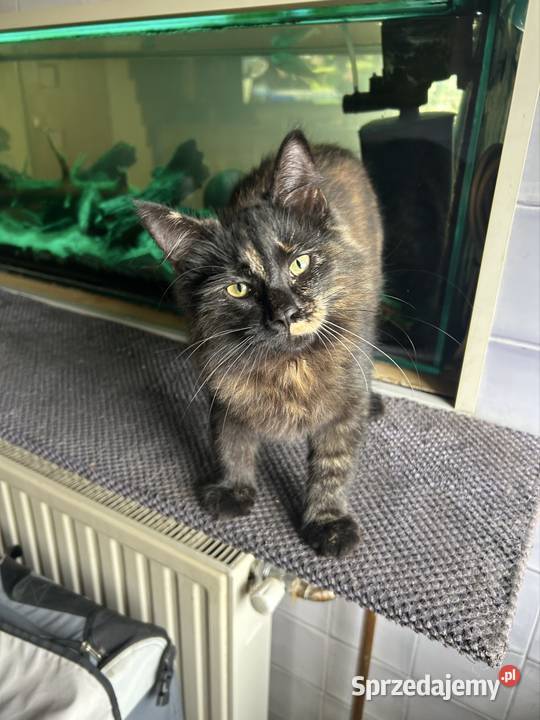 Koteczka Norweska Leśna Rybnik