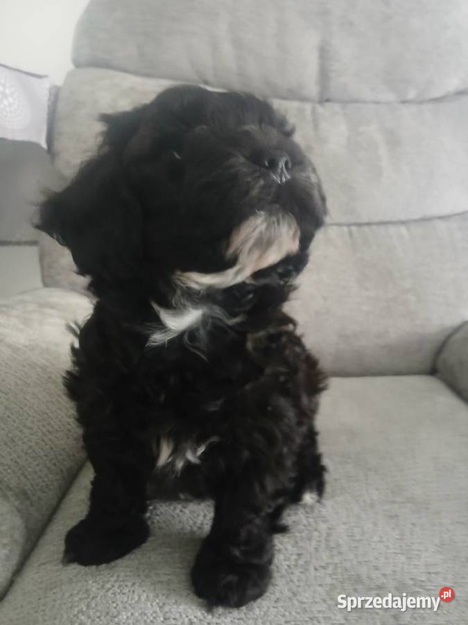 Shihpoo samiec Shihtzu tricolor pudel miniatura Lutoryż