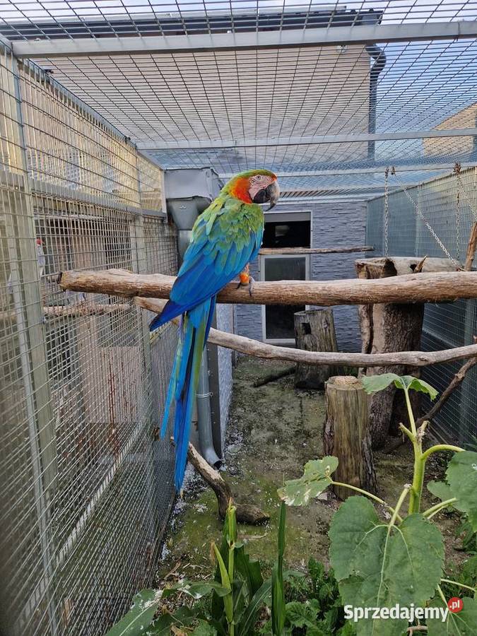 Ara ararauna x harlequin 2018
