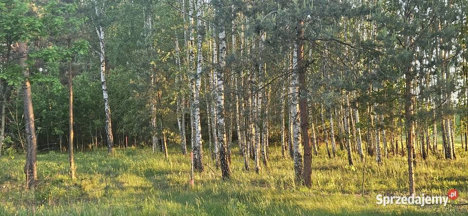 Działka bud 2900 M2 Łukawska Wola WZ ZADRZEWIONA