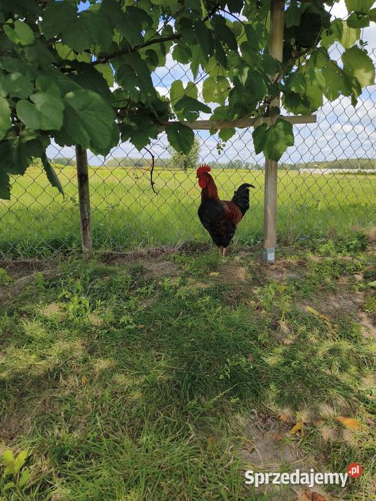 Sprzedam koguta Grabianka