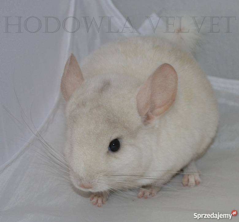 Szynszyl szynszyla samiec pink white mozaika gen Perzyce sprzedam