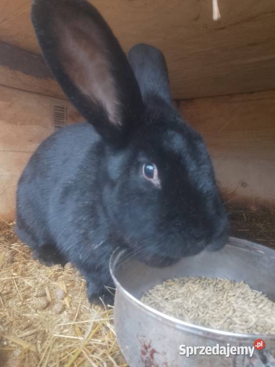 Króliki mieszańce śląskie Bytom