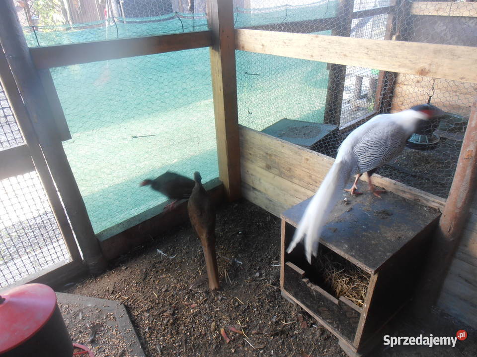 sprzedam bażanty ozdobne