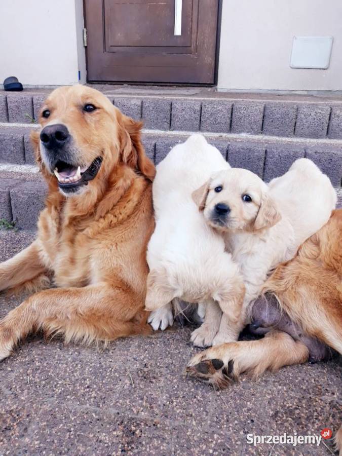 Golden Retriever złote