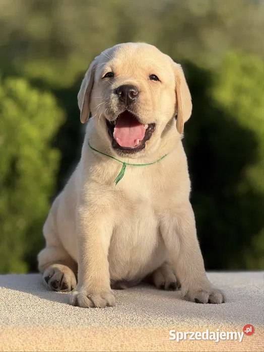 Piękny szczeniak labradora Szczecin