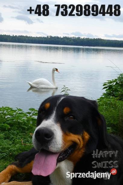 Duży Szwajcarski Pies Pasterski hodowla Katowice sprzedam