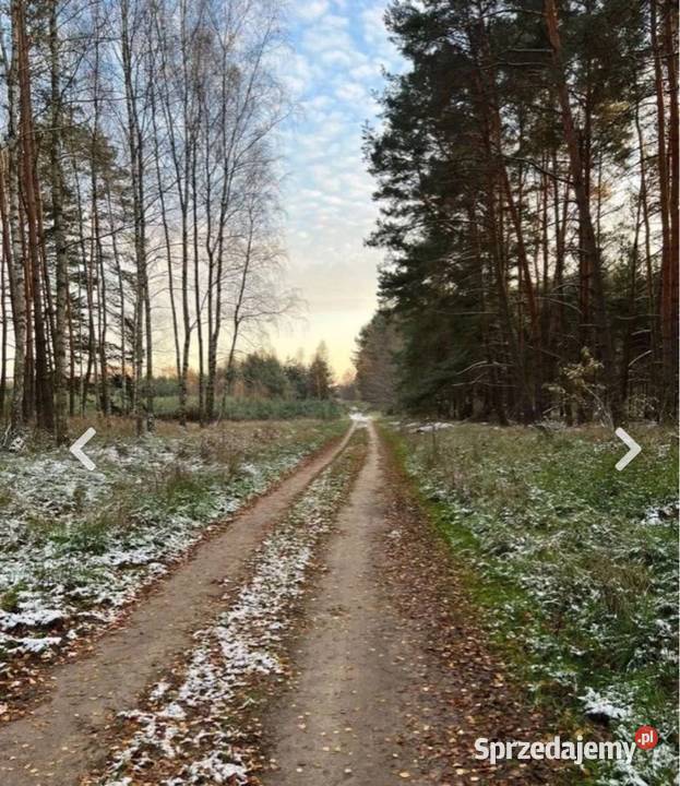 Działka z drzewostanem dostęp do drogi 3848m2 Trzebule sprzedam