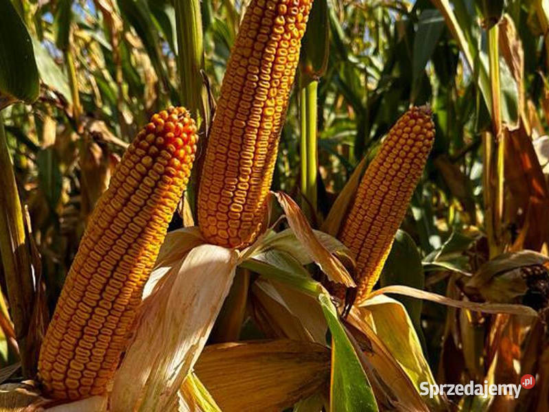 Nasiona kukurydza SY Olivia FAO 240250 na ziarno Zboża