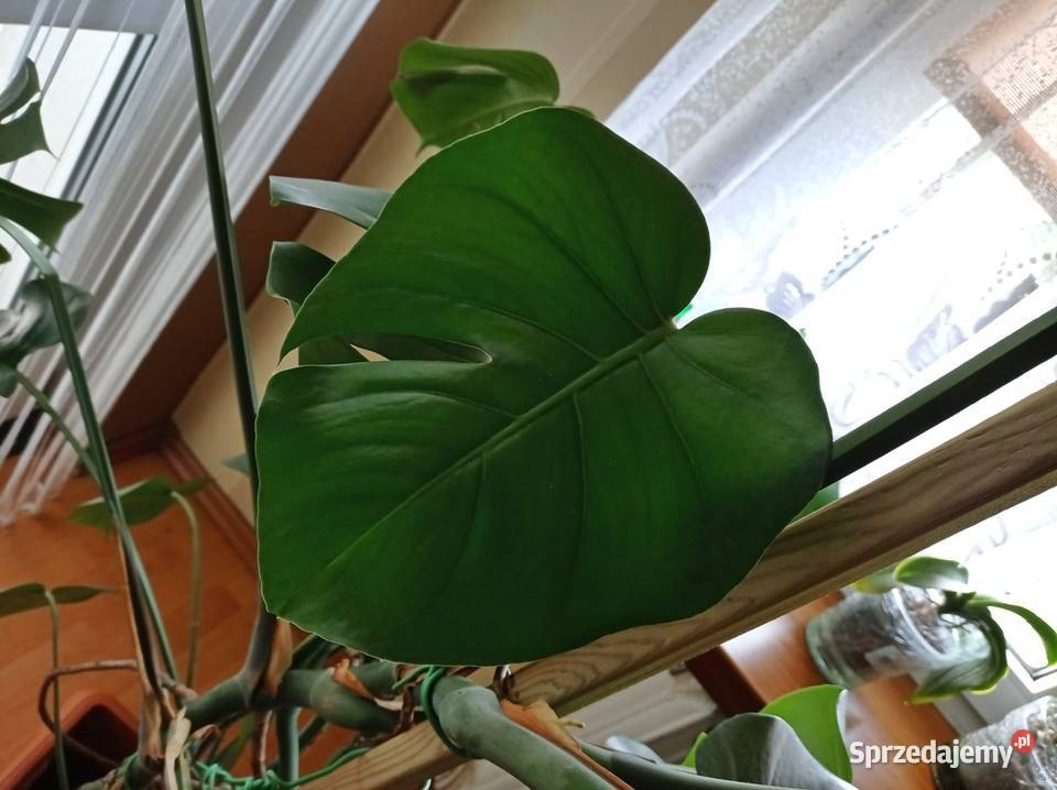 Monstera Deliciosa DZIURAWA wys 140 SUPER stan