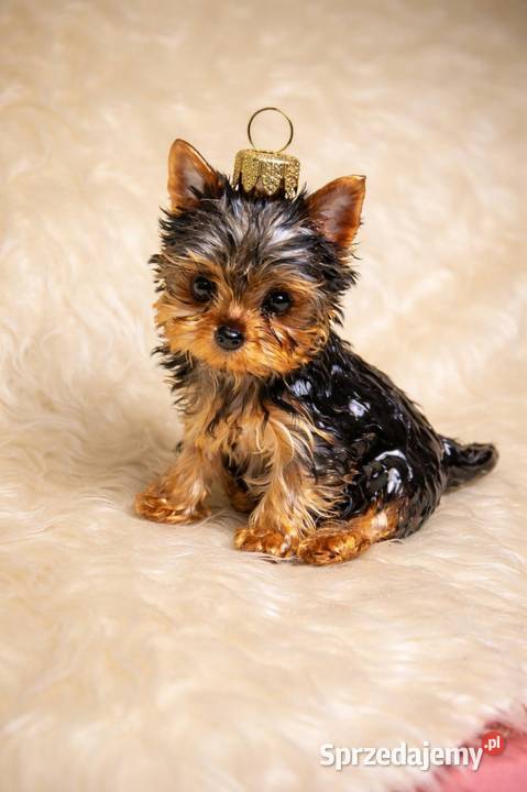 Sprzedam pieska yorka Płock sprzedam