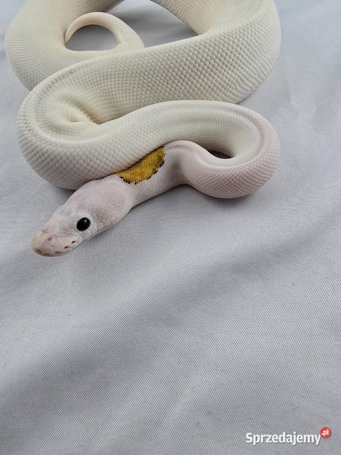 Wąż pyton królewski python regius samica Wrocław sprzedam