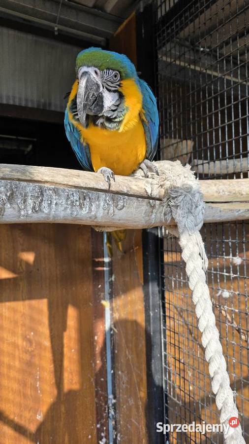 Ara Ararauna Ornontowice