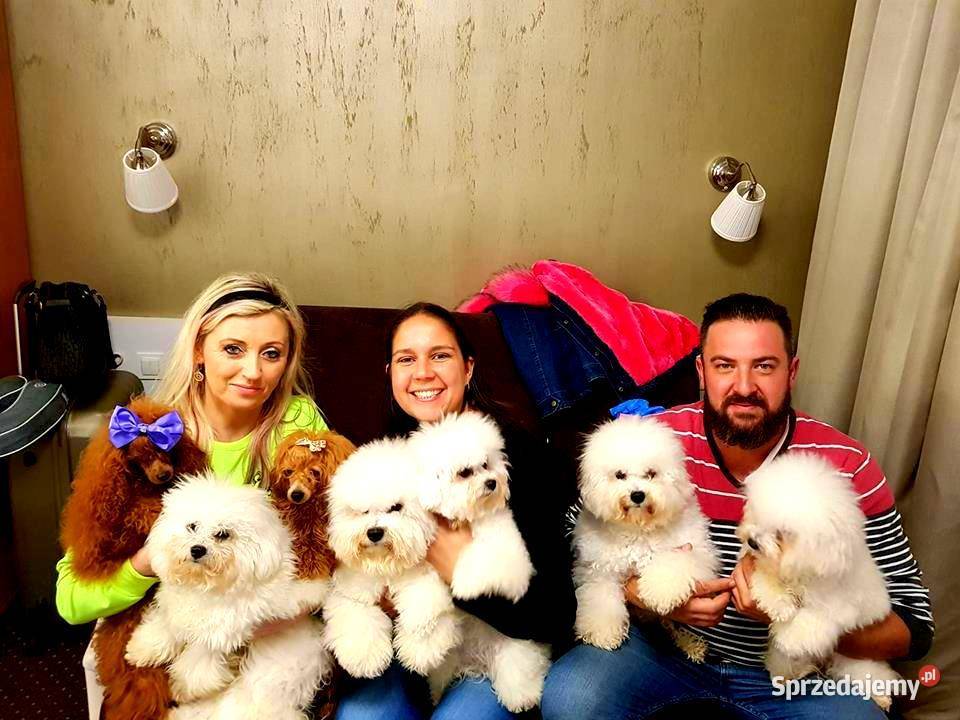 PUDEL TOY RED płowy samiec do odbiorurodowófd Pozostałe Bydgoszcz