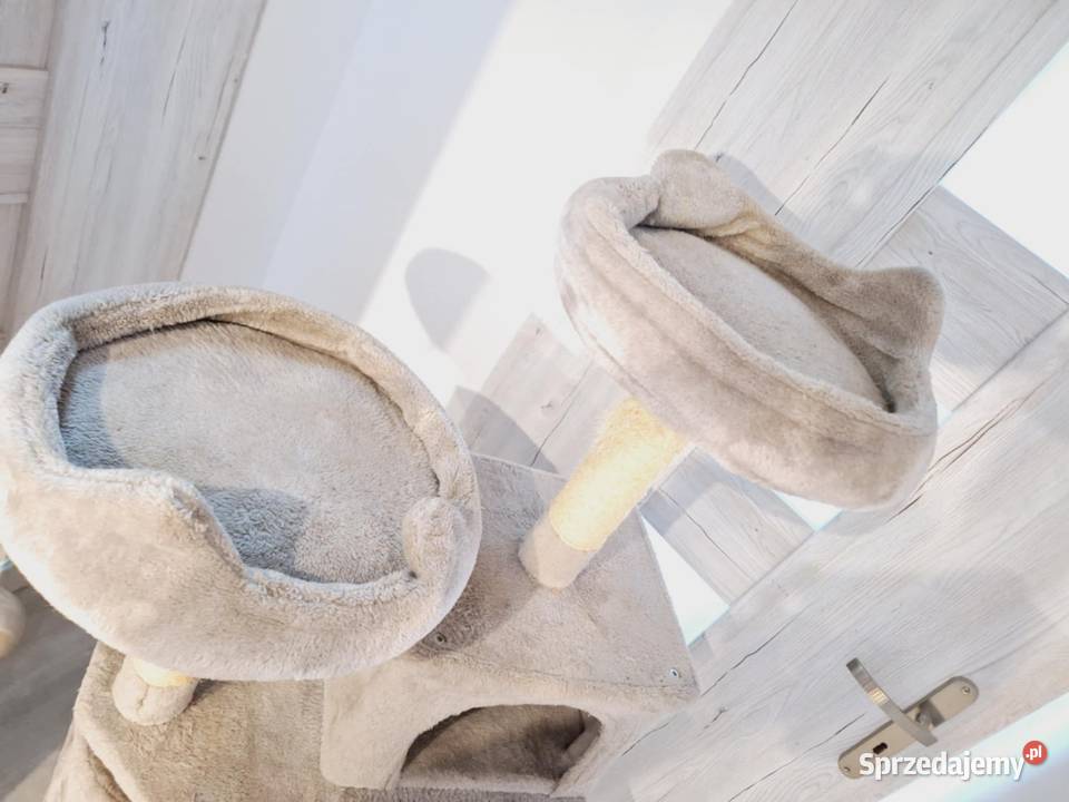 Drapak kota zadbanyduzy Braniewo