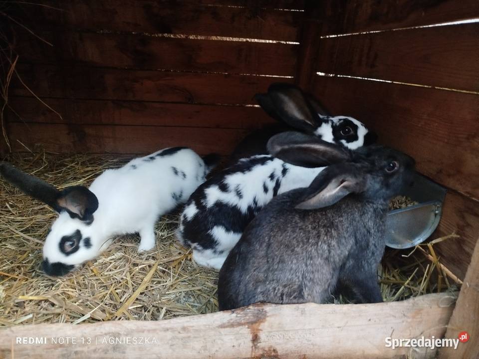 Króliki rasowe i hodowlane Dylągowa