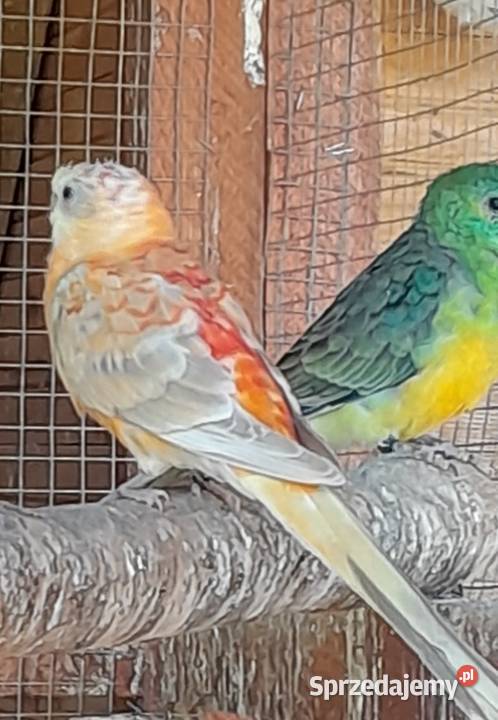 Świergotki zmienią woliere