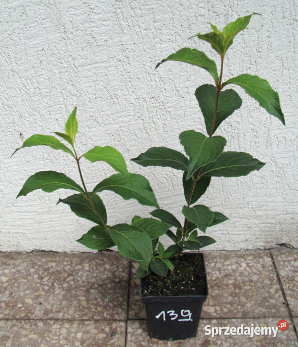 KRZEWUSZKA PINK PRINCESS sadzonki w doniczkach Liściaste Ustronie