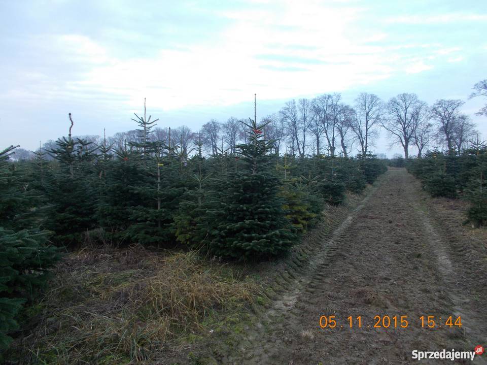 CHOINKI JODŁA KAUKASKA Mszczonów