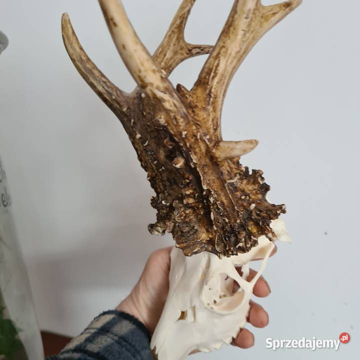 NPWOŚĆ Kopia rekordu świata Czechy 810 gr 223CIC Sporty strzeleckie i myślistwo Orzesze