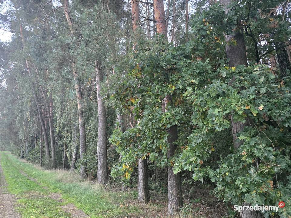 sprzedam LAS Grabowce Dolne powok8ha Ryki