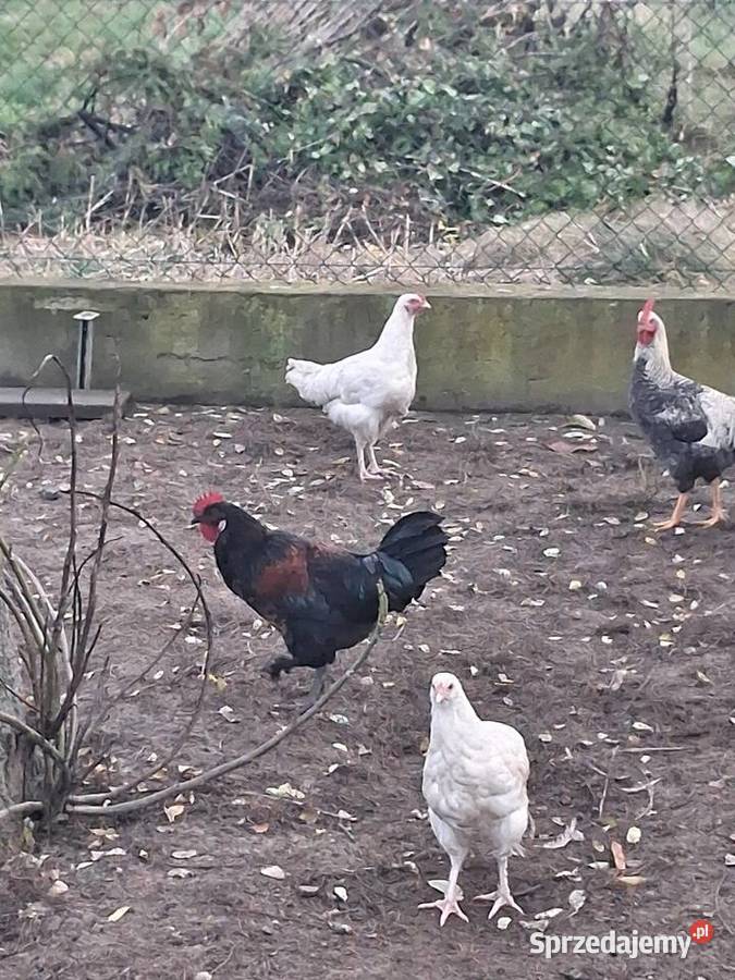 koguty mlode z lipca Modła Królewska