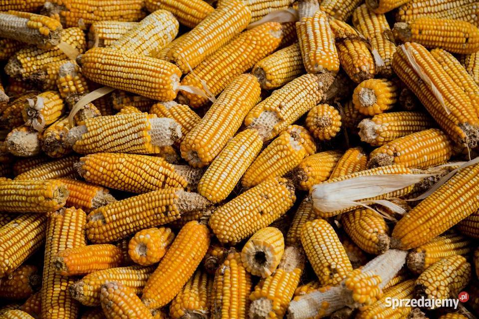 Pellet naturalny kukurydza z owsem Dom i Ogród Bielawa sprzedam