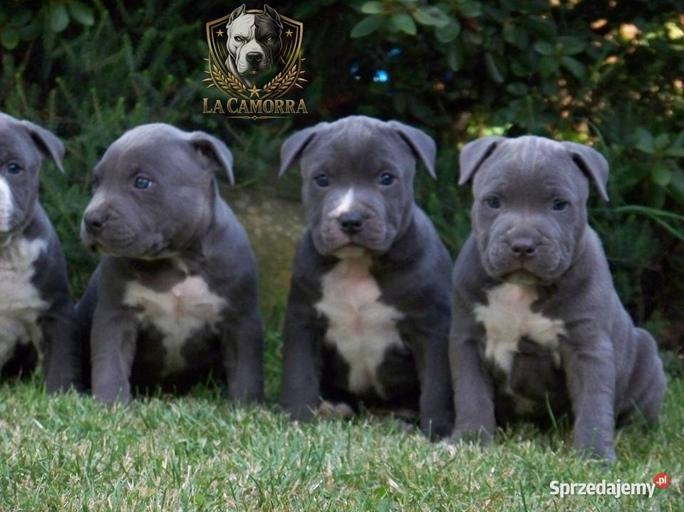 American Staffordshire Terrier Blue Amstaff opolskie Paczków