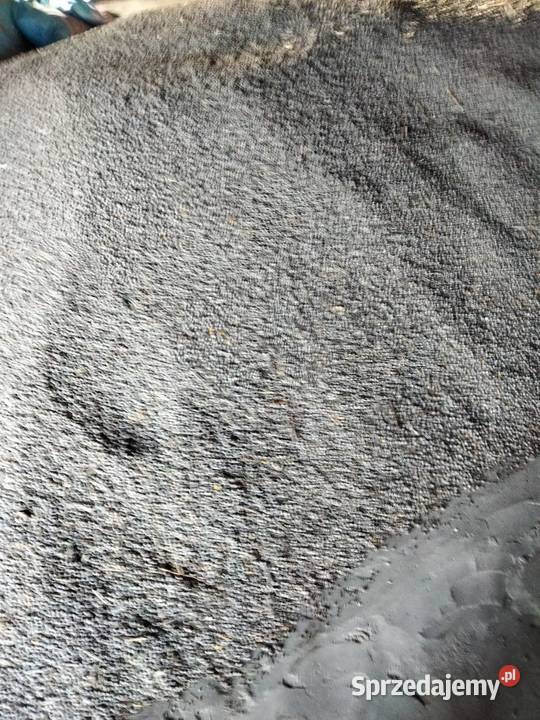 Łubi wąskolistny niebieski Sochaczew