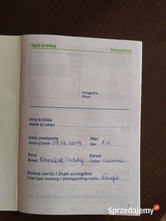 Królik karzełek teddy duża klatka Bytom