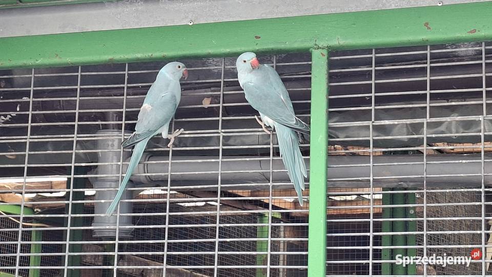 Aleksandretta aleksy aleksandretty obrożna Ptaki