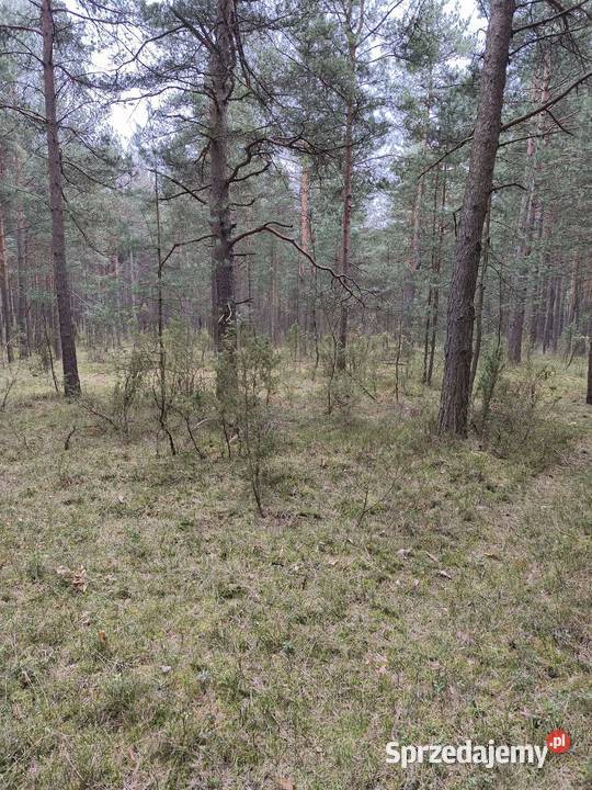 Sprzedam działkę leśną las śląskie Kotowice