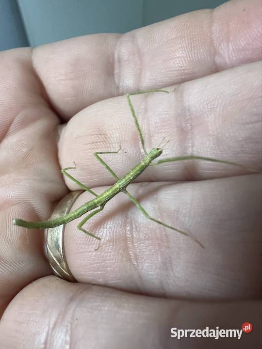 Patyczaki 2 do 6 Strzałkowo