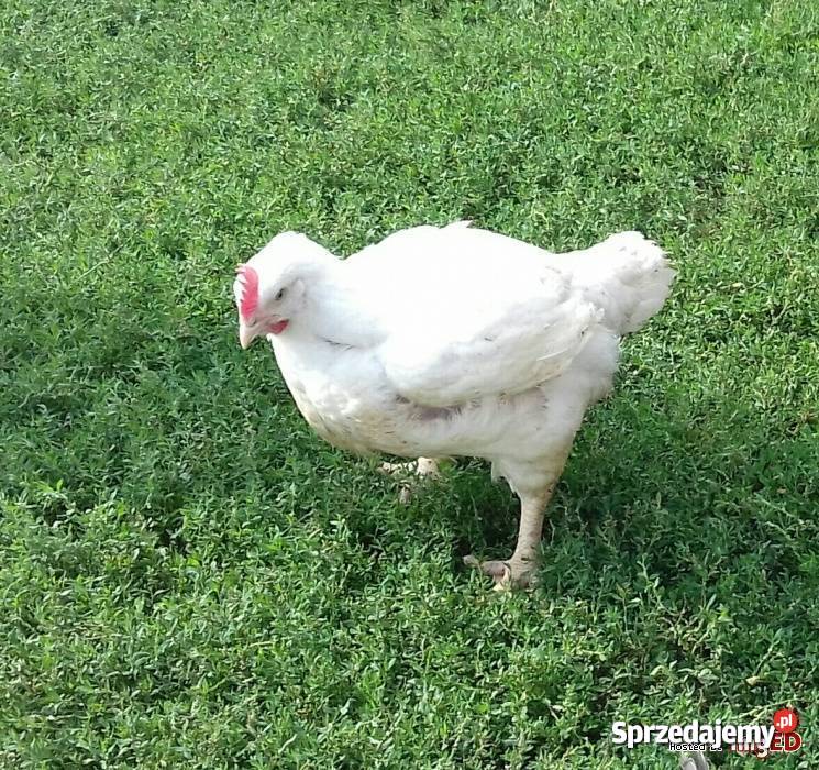 Sprzedaż kurczaków Brojler Iskań