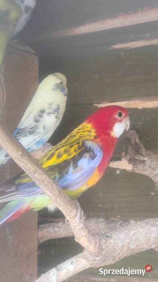 Rozella białolica małopolskie Wieliczka