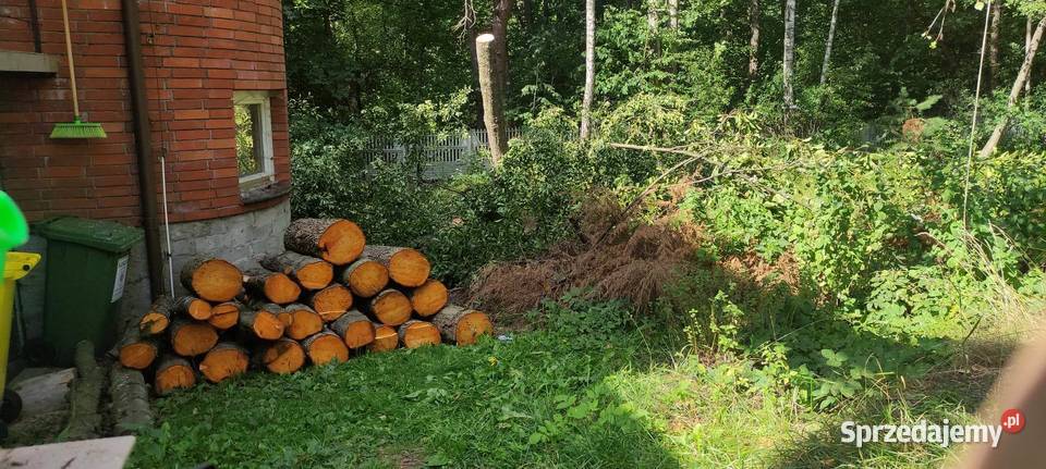 Wycinka drzew trudnych przycinanie drzew Kielce